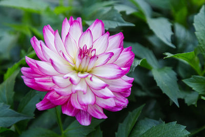 Close-up of pink flower