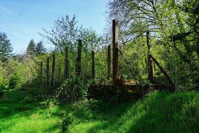 Scenic view of trees growing on field against sky