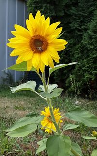 Close-up of sunflower on field