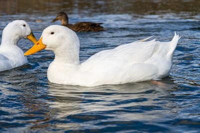 Large white domestic pekin peking aylesbury american white duck on lake pond low level close up view