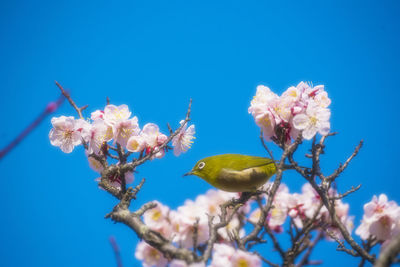 Low angle view of cherry blossoms in blue sky