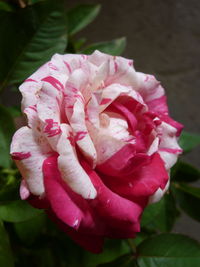 Close-up of pink rose