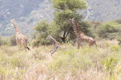 Giraffe in a forest