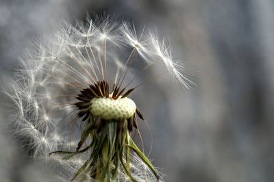 Close-up of wilted dandelion