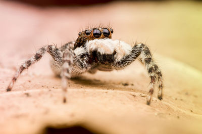 Close-up of spider