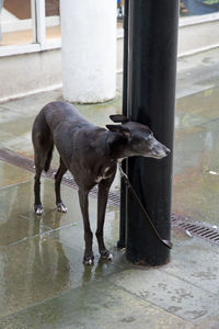 Dog in water