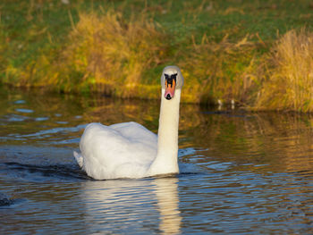 Swan floating on lake