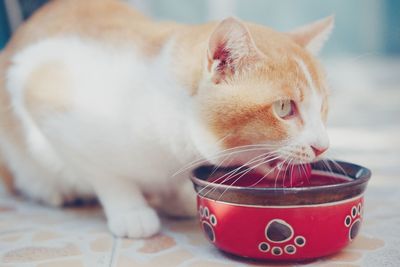 Close-up of cat drinking water from bowl