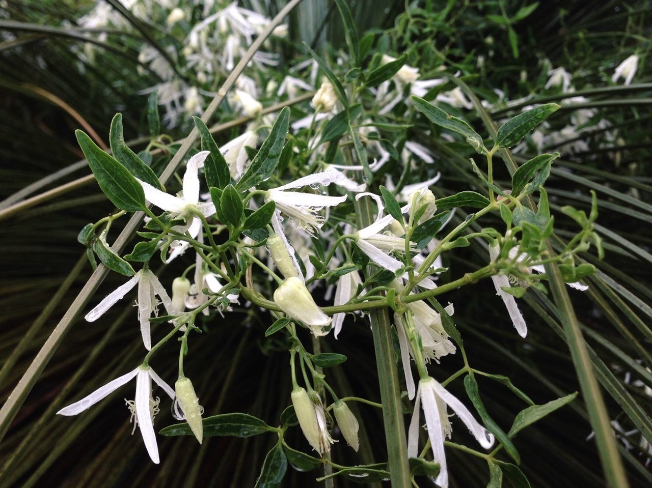 growth, plant, flower, white color, leaf, freshness, fragility, nature, beauty in nature, green color, close-up, petal, blooming, flower head, high angle view, botany, white, no people, growing, day