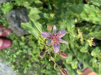 Close-up of pink flowering plant