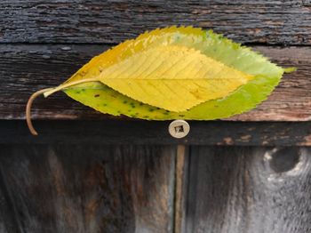 Close-up of yellow fruit on wood