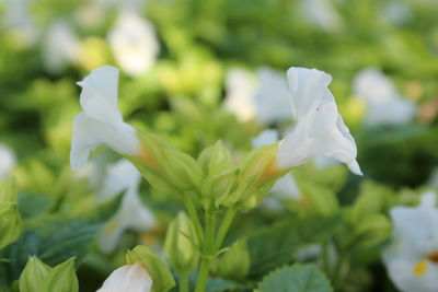 Close-up of white flowering plant