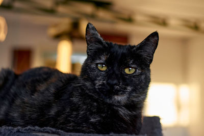 Close-up portrait of black cat relaxing outdoors