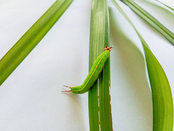 Close-up of insect on green leaf
