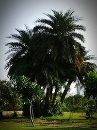 Palm trees against sky