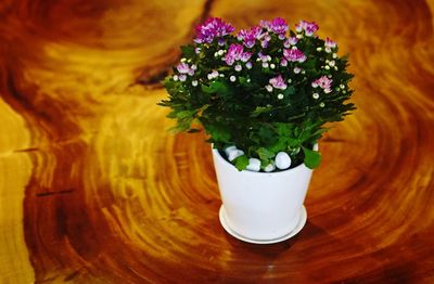 High angle view of potted plant on table