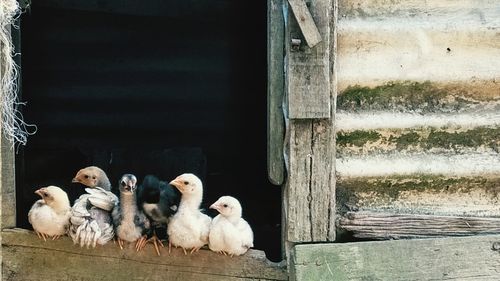 Close-up of domestic birds at farm