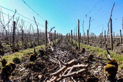 Surface level of land against clear sky