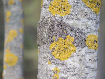 Close-up of yellow lichen on tree trunk