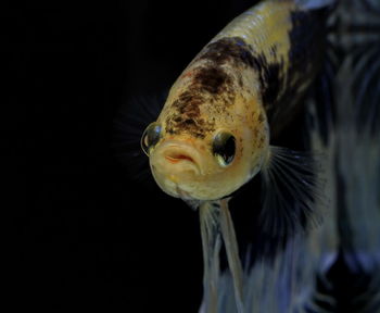 Close-up of fish swimming in sea