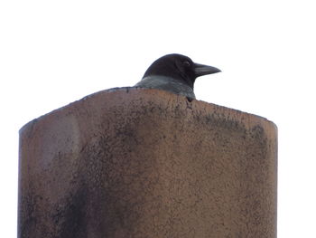 Low angle view of bird perching on wood against clear sky