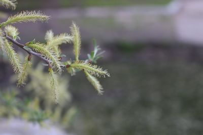 Close-up of flowering plant