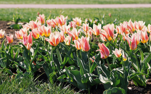 Close-up of pink tulips on field