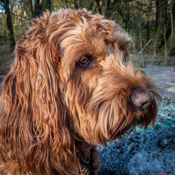 Close-up of a dog looking away