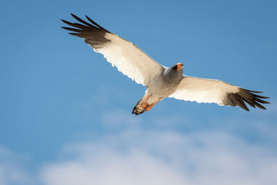 Low angle view of bird flying against sky