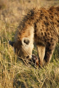 animal