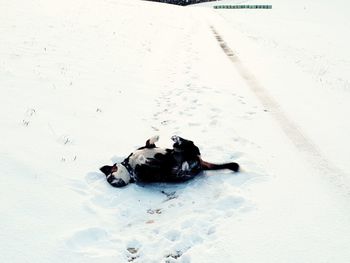 High angle view of dogs on snow