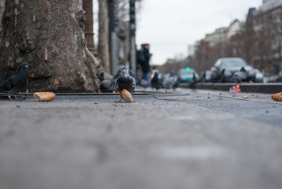 Close-up of pigeon on street