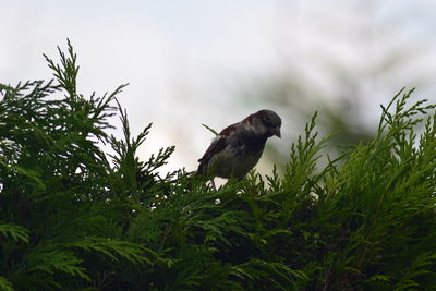 Side view of a bird perching on leaf