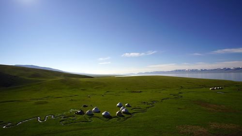 Flock of sheep on grassy land