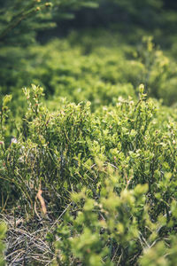 Close-up of plants growing on field