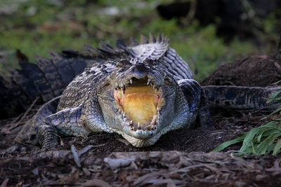 Impressive saltwater crocodile with open mouth, cooling down