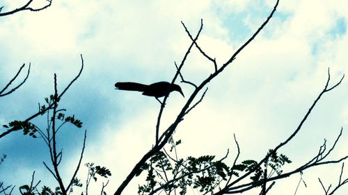 Low angle view of silhouette bird perching on branch against sky