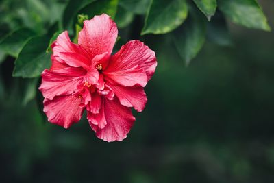 Close-up of pink flower