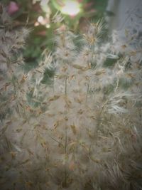 Close-up of plants