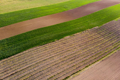 Scenic view of agricultural field