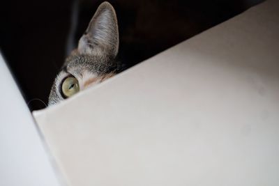 Close-up portrait of cat