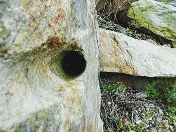 Close-up of tree trunk in forest