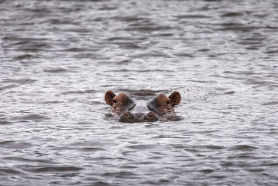 High angle view of dog swimming in water