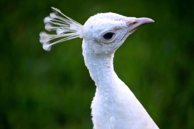 Close-up of white peacock