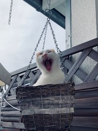 Low angle view of cat yawning in basket hanging against railing