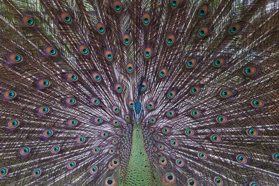 Full frame shot of peacock feathers