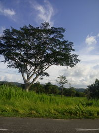 Tree on field against sky