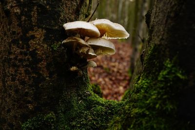 Close-up of mushrooms growing on tree trunk