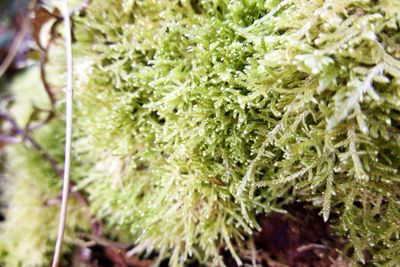 Close-up of green plants