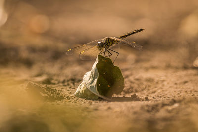 Close-up of dragonfly on leaf